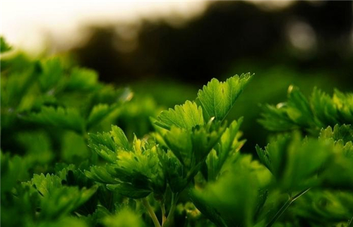 白癜风的遗传机率有多大